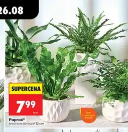 Biedronka Paproć średnica doniczki 12 cm oferta