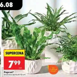 Biedronka Paproć* oferta