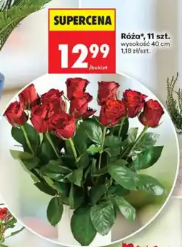 Biedronka Róża* oferta