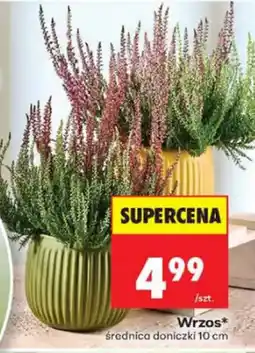 Biedronka Wrzos* oferta