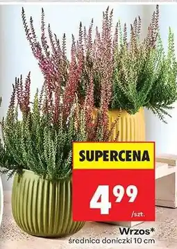 Biedronka Wrzos oferta