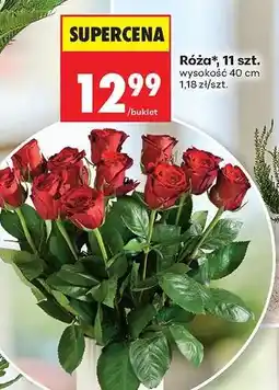 Biedronka Róża 11 szt oferta