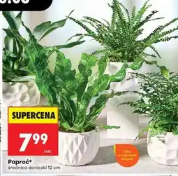 Biedronka Paproć oferta