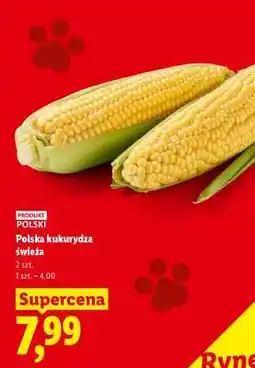 Lidl Polska kukurydza świeża oferta