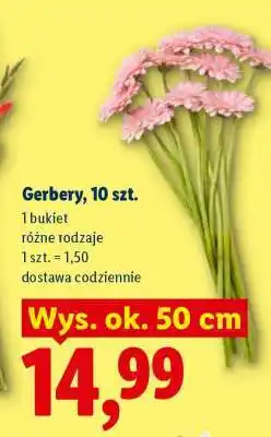 Lidl Gerbery 10 szt oferta