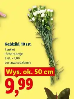 Lidl Goździki, 10 szt oferta