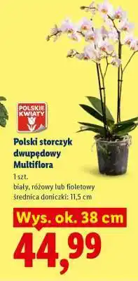 Lidl Polski storczyk dwupedowy Multiflora oferta
