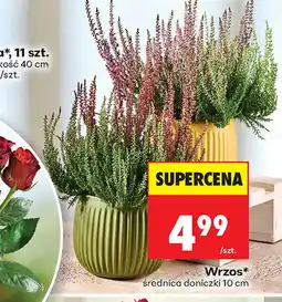 Biedronka Wrzos oferta