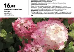 Bricomarche Hortensja bukietowa oferta
