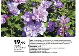 Bricomarche Hibiskus oferta