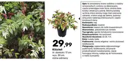 Bricomarche Kiścień oferta