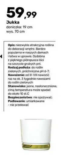 Bricomarche Jukka oferta
