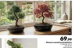 Bricomarche Bonsai w ceramicznej doniczce oferta