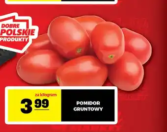 Pomidor gruntowy