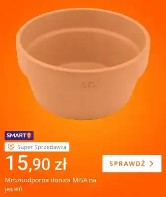 Mrozoodporna donica Misa na jesień