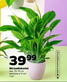 Netto Skrzydłokwiat oferta
