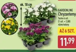 ALDI GARDENLINE Chryzantemy oferta