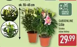 ALDI GARDENLINE Lilie oferta