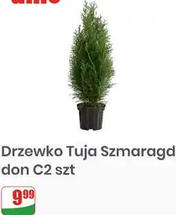 Dino Drzewko Tuja Szmaragd don C2 oferta