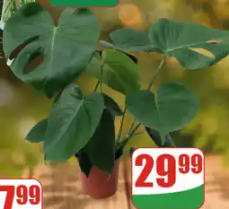 Dino Monstera w doniczce oferta
