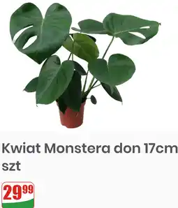 Dino Kwiat Monstera don 17cm oferta