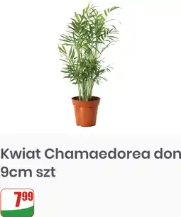 Dino Kwiat Chamaedorea don 9cm oferta