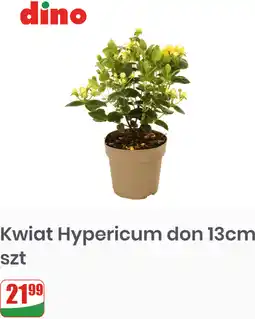 Dino Kwiat Hypericum don 13cm szt oferta