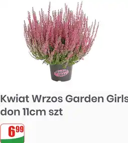 Dino Kwiat Wrzos Garden Girls don 11cm oferta
