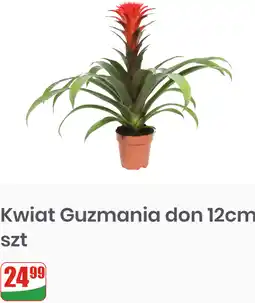 Dino Kwiat Guzmania don 12cm oferta
