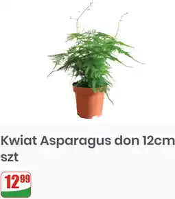 Dino Kwiat Asparagus don 12cm oferta