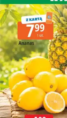 E.Leclerc Ananas świeży oferta