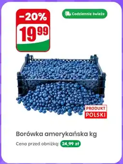 Dino Borówka amerykańska polska oferta