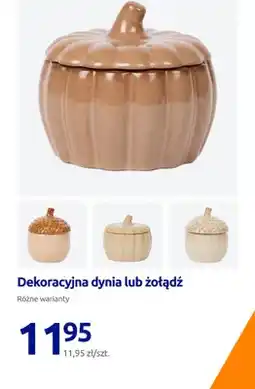 Action Dekoracyjna dynia oferta