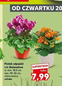 Kaufland Kalanchoe oferta