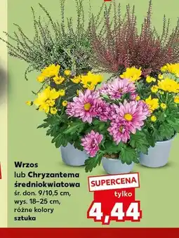 Kaufland Chryzantema średniokwiatowa oferta