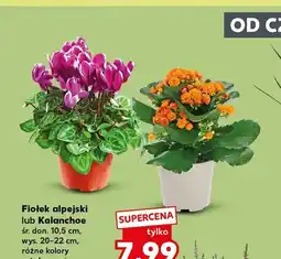 Kaufland Fiołek alpejski oferta