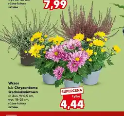 Kaufland Wrzos oferta