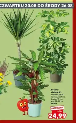 Kaufland Dracena Xl oferta