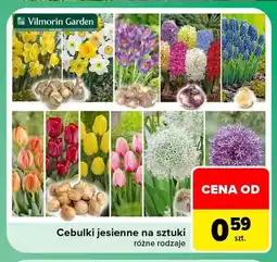 Carrefour Cebulki jesienne na sztuki Vilmorin Garden oferta