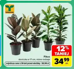 Carrefour Fikus doniczka ø 17 cm oferta