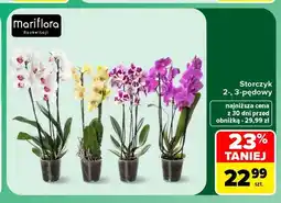 Carrefour Storczyk 2-pędowy Mariflora oferta