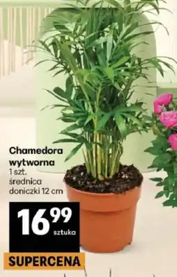 Delikatesy Centrum Chamedora wytworna oferta