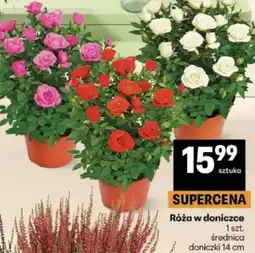 Delikatesy Centrum Róże w doniczce oferta