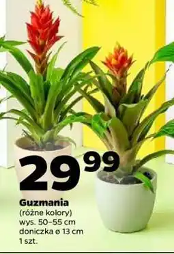 Netto Guzmania oferta