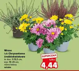 Kaufland Wrzos lub Chryzantema średniokwiatowa oferta