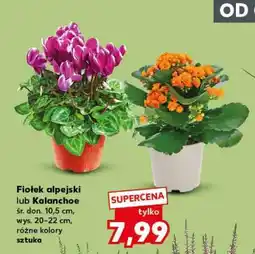 Kaufland Fiołek alpejski lub Kalanchoe oferta