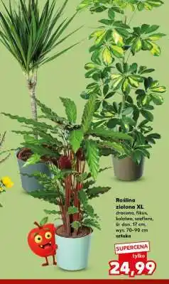Kaufland Roślina zielona XL oferta