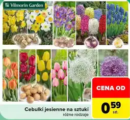 Carrefour Cebulki jesiennie na sztuki różne rodzaje oferta