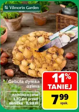 Carrefour Cebula dymka ozima oferta