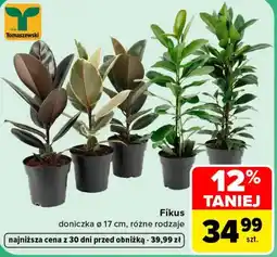 Carrefour Fikus oferta